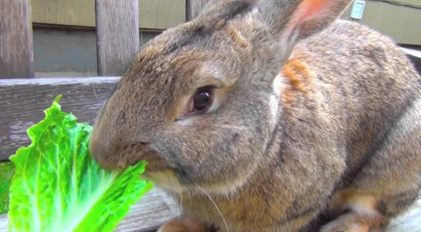 Кролик с капустой. Кролик с капустного огорода. Кролик ест капусту. Кролик с капустного огорода 2006. Можно давать кроликам капусту