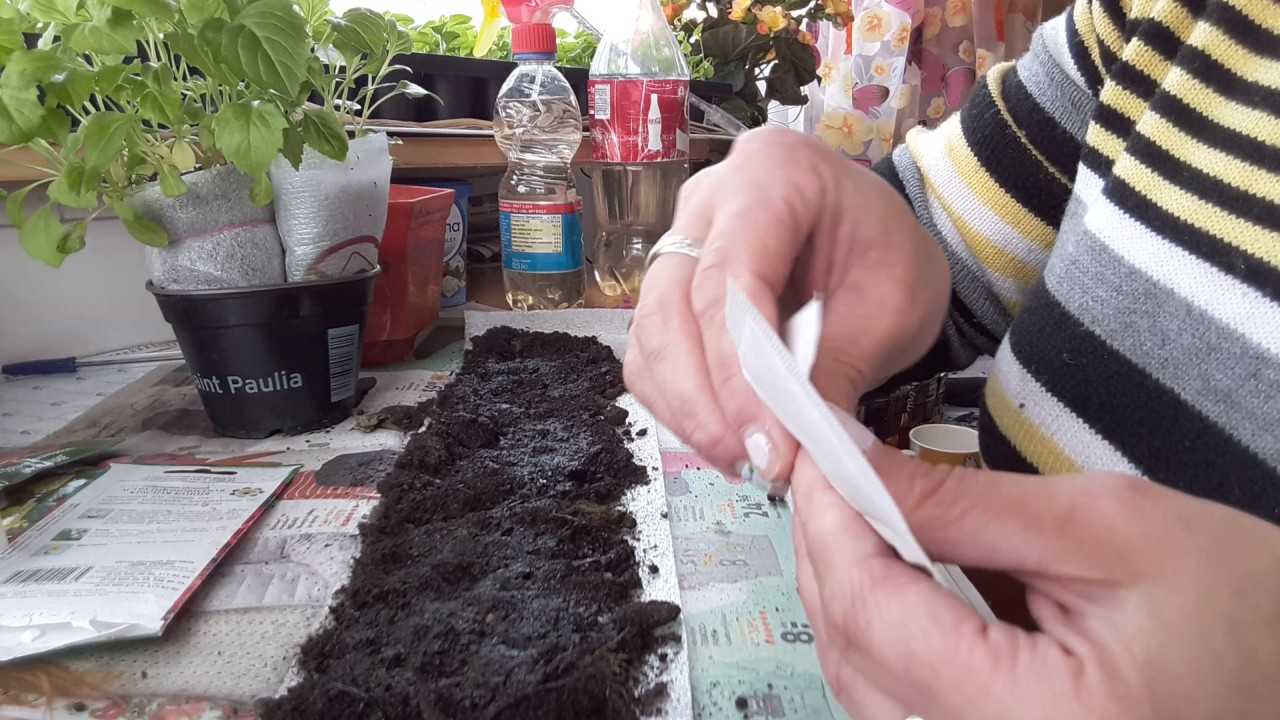 Как сделать улитку для посадки семян