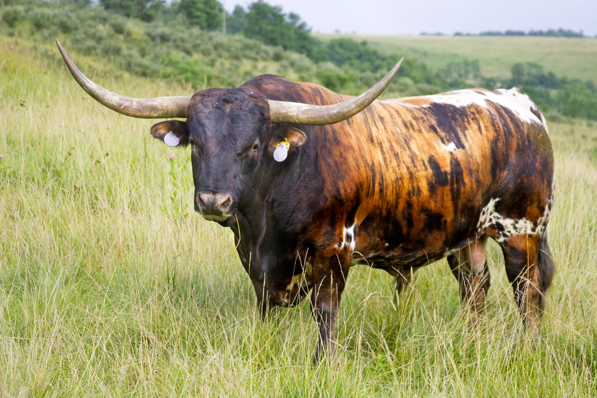 Мясные породы коров с фото